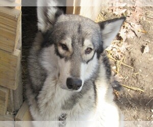 Wolf Hybrid Puppy for sale in BECKLEY, WV, USA