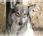 Small Wolf Hybrid