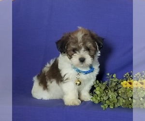 Havanese Puppy for sale in CHRISTIANA, PA, USA