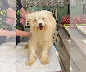 Maltese-Unknown Mix Dogs for adoption in Benton, LA, USA