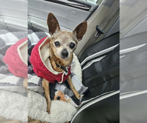 Medium Photo #6 Chihuahua-Unknown Mix Puppy For Sale in Candler, NC, USA