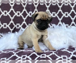 Pug Puppy for sale in LAKELAND, FL, USA