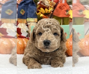 Maltipoo Puppy for sale in BULLARD, TX, USA