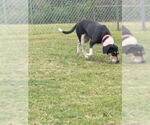 Small #1 Beagle Mix