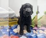 Small Photo #7 Goldendoodle Puppy For Sale in NORTH SMITHFIELD, RI, USA