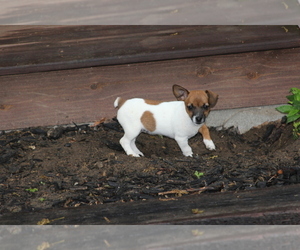 Jack Russell Terrier Puppy for sale in FREDONIA, KY, USA
