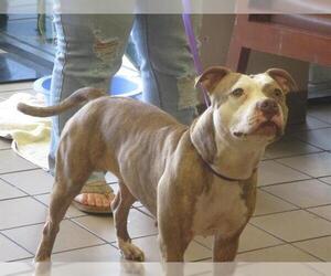 American Pit Bull Terrier-Catahoula Leopard Dog Mix Dogs for adoption in Ocala, FL, USA