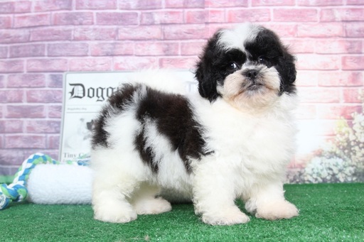 Medium Photo #4 Lhasa-Poo Puppy For Sale in BEL AIR, MD, USA