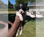 Small #2 Bernedoodle-Cavapoo (Miniature) Mix