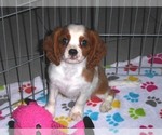 Small Photo #8 Cavalier King Charles Spaniel Puppy For Sale in ORO VALLEY, AZ, USA