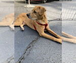Small Photo #18 Labrador Retriever-Unknown Mix Puppy For Sale in Oakhurst, NJ, USA