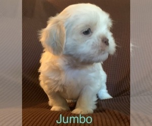 Shih Tzu Puppy for Sale in TURLOCK, California USA