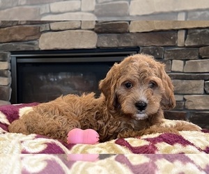 Medium Goldendoodle