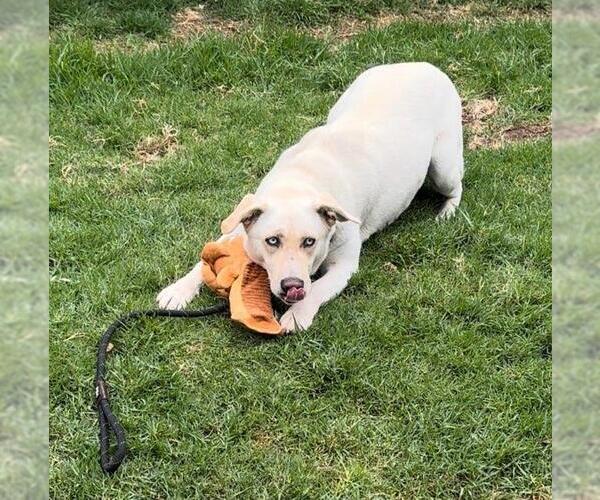 Medium Photo #6 Huskies -Labrador Retriever Mix Puppy For Sale in San Diego, CA, USA