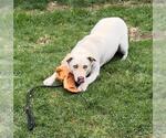 Small #5 Huskies -Labrador Retriever Mix