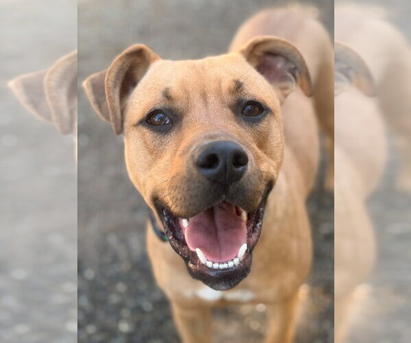Medium Photo #4 Mutt Puppy For Sale in Woodland, CA, USA