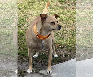 Waldo - Male Mutt Dog for Adoption - Photo #2