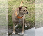 Small Photo #2 Mutt Puppy For Sale in Royal Palm Beach, FL, USA