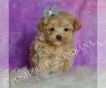 Puppy Tiny Tinker Maltipoo (Miniature)
