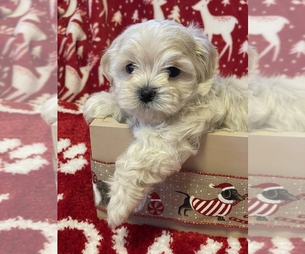 Medium Photo #2 ShihPoo Puppy For Sale in CUMBERLAND, MD, USA