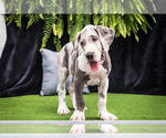 Puppy Shelby Great Dane