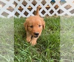 Puppy PURPLE Golden Retriever