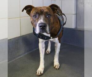 Boxer-Unknown Mix Dogs for adoption in San Antonio, TX, USA