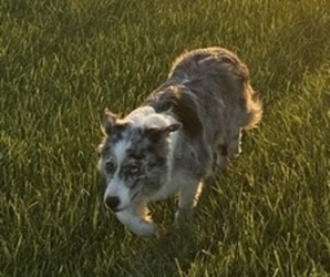 Mother of the Border Collie puppies born on 06/08/2026