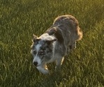 Small Photo #1 Border Collie Puppy For Sale in OTTUMWA, IA, USA