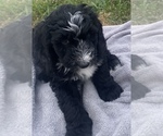 Small Photo #25 Sheepadoodle Puppy For Sale in CONROE, TX, USA