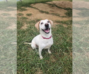 Mutt Dogs for adoption in Evansville, IN, USA