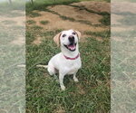 Baby G - Female Mutt Dog for Adoption - Small photo