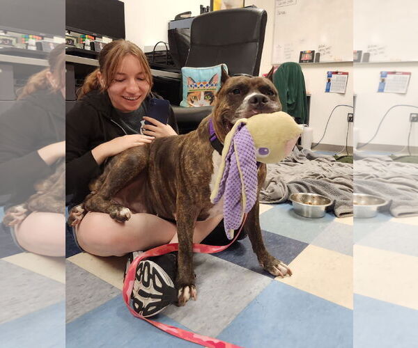 Medium Photo #49 Mutt Puppy For Sale in Philadelphia, PA, USA