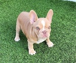 Small #19 French Bulldog