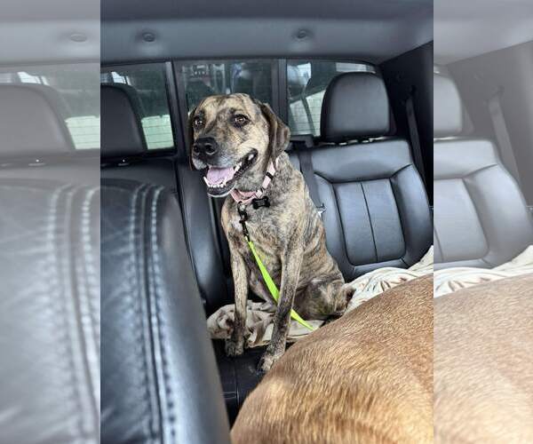 Medium Photo #4 Mountain Cur-Unknown Mix Puppy For Sale in Rockaway, NJ, USA