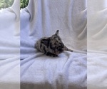 Small Photo #29 French Bulldog Puppy For Sale in NORTH MYRTLE BEACH, SC, USA