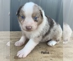 Small Photo #18 Australian Shepherd Puppy For Sale in LYNN, IN, USA