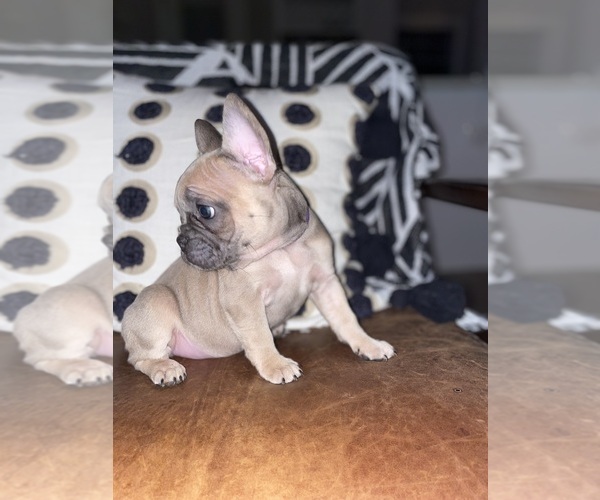 Medium Photo #6 French Bulldog Puppy For Sale in BELMONT, NC, USA