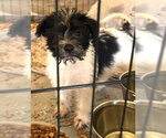 Small Photo #2 Mutt Puppy For Sale in Grafton, WI, USA
