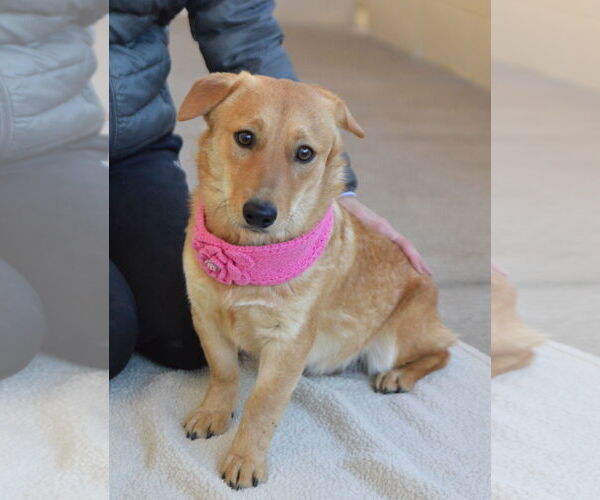 Medium Photo #3 Unknown-Welsh Corgi Mix Puppy For Sale in McKinney, TX, USA