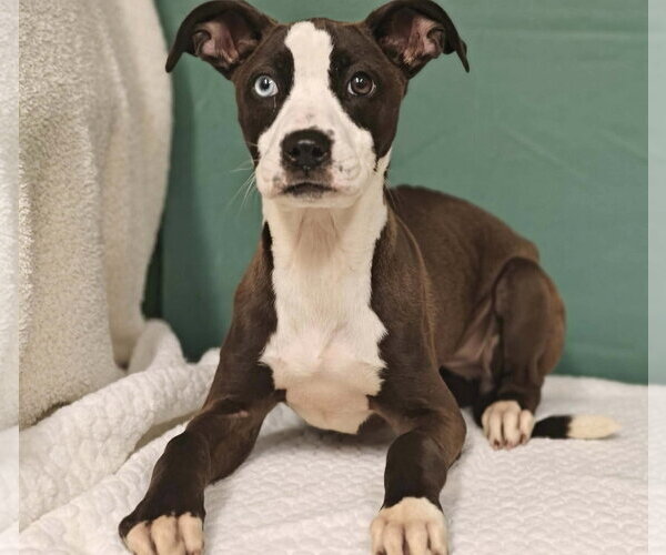 Medium Photo #2 Mutt Puppy For Sale in Royal Palm Beach, FL, USA