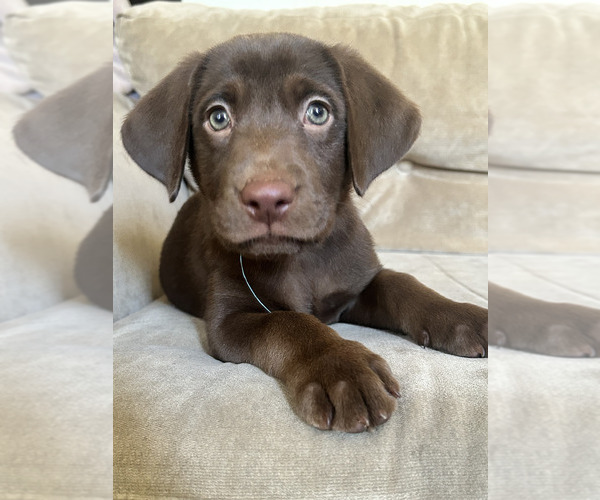 Medium Photo #1 Labrador Retriever Puppy For Sale in PITTSBURG, CA, USA