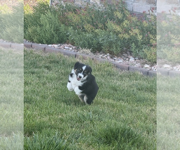 Medium Photo #3 Miniature Australian Shepherd Puppy For Sale in STRASBURG, CO, USA