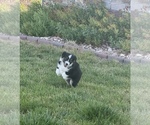 Small #2 Miniature Australian Shepherd