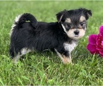 Small #9 Morkie