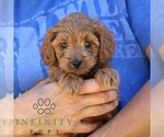 Small #3 Goldendoodle (Miniature)