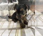 Small Photo #6 Yorkshire Terrier Puppy For Sale in NEWARK, DE, USA