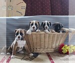 Small Photo #6 Boxer Puppy For Sale in NEW HOLLAND, PA, USA