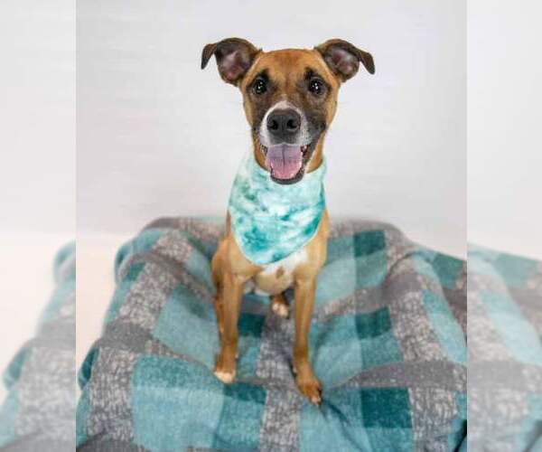 Medium Photo #2 Boxer-Unknown Mix Puppy For Sale in Kennesaw, GA, USA
