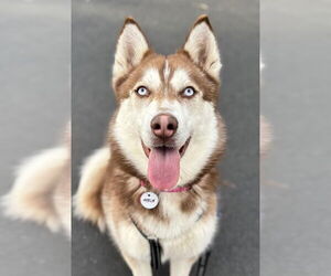 Siberian Husky Dogs for adoption in Matawan, NJ, USA